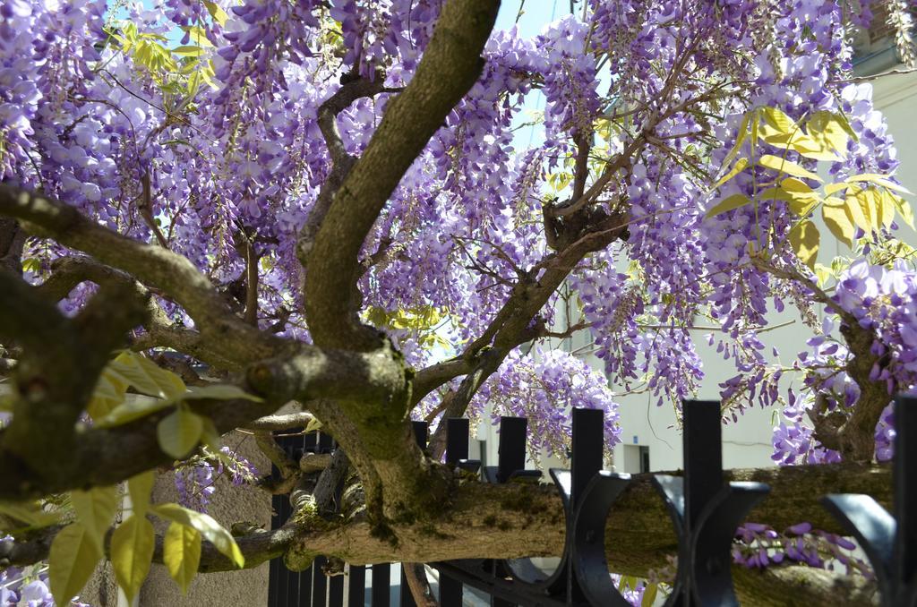 Wisteria Bed & Breakfast Fontainebleau Dış mekan fotoğraf